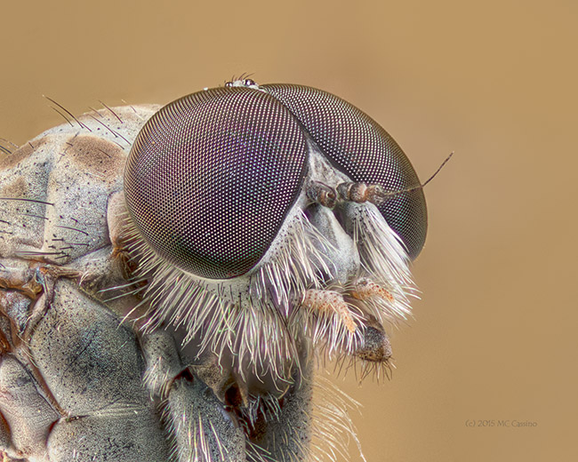 Common Snipe Fly (Rhagio mystaceus)